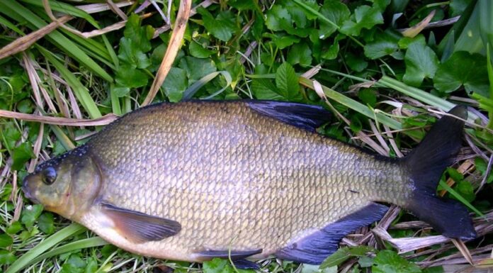 AJVPS Gorj: Populări cu pește înainte de finalul perioadei de prohibiție