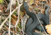 Atenţie la neatenţie, DESPRE VIPERE