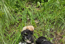 Abandonați pe marginea drumului, mai mulți căței au ajuns în grija unei asociații