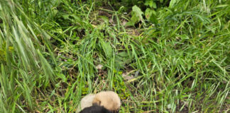 Abandonați pe marginea drumului, mai mulți căței au ajuns în grija unei asociații