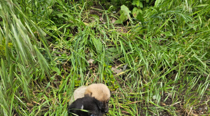 Abandonați pe marginea drumului, mai mulți căței au ajuns în grija unei asociații