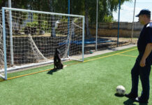 VIDEO: Câinele ,,portar” Max, care știe să apere mingile șutate la poartă, vedeta cu care se mândrește Jandarmeria Gorj