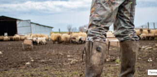 Fermele din România, pe locul 2 în Uniunea Europeană