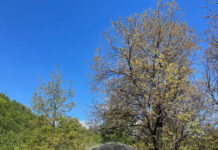 Fabricau mangal la Baia de Fier. Amenzi