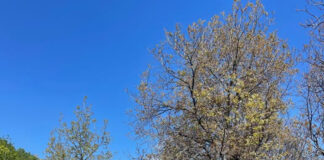 Fabricau mangal la Baia de Fier. Amenzi