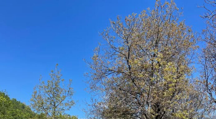 Fabricau mangal la Baia de Fier. Amenzi