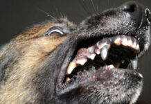 Reținuți după ce au omorât un câine