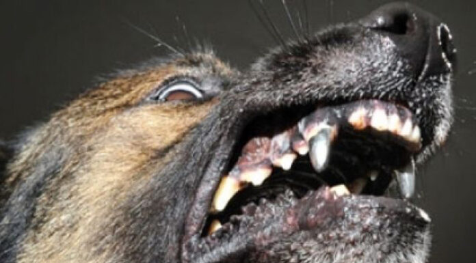 Reținuți după ce au omorât un câine