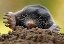 Agricultura pe înțelesul tuturor – Să nu ucidem cârtița