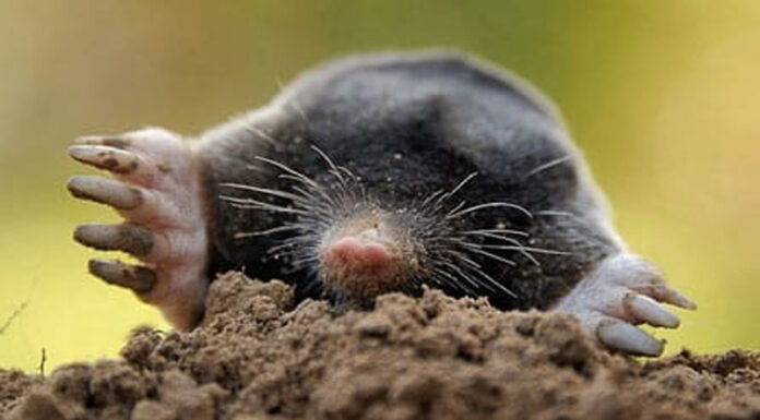 Agricultura pe înțelesul tuturor – Să nu ucidem cârtița