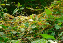 Agricultura pe înțelesul tuturor – Cuscuta – o buruiană problemă de sute de ani (1)