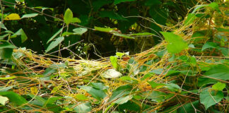 Agricultura pe înțelesul tuturor – Cuscuta – o buruiană problemă de sute de ani (1)