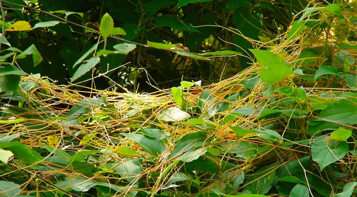 Agricultura pe înțelesul tuturor – Cuscuta – o buruiană problemă de sute de ani (1)