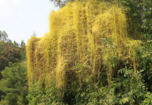 Agricultura pe înțelesul tuturor – Cuscuta – o buruiană problemă de sute de ani (2)