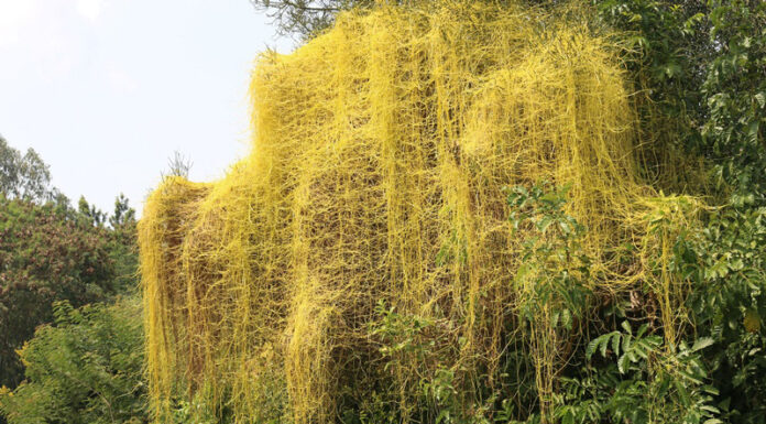 Agricultura pe înțelesul tuturor – Cuscuta – o buruiană problemă de sute de ani (2)