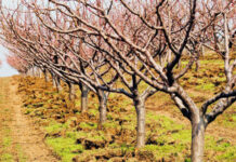 Agricultura pe înțelesul tuturor – Să înierbăm viile, pomii și arbuștii fructiferi