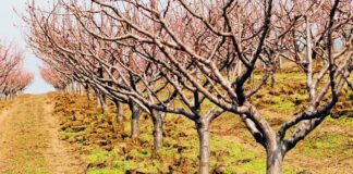 Agricultura pe înțelesul tuturor – Să înierbăm viile, pomii și arbuștii fructiferi