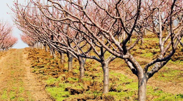 MADR solicită sprijin european pentru fermieri