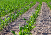 Agricultura pe înțelesul tuturor – Fertilizarea corectă a porumbului