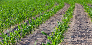 Agricultura pe înțelesul tuturor – Fertilizarea corectă a porumbului