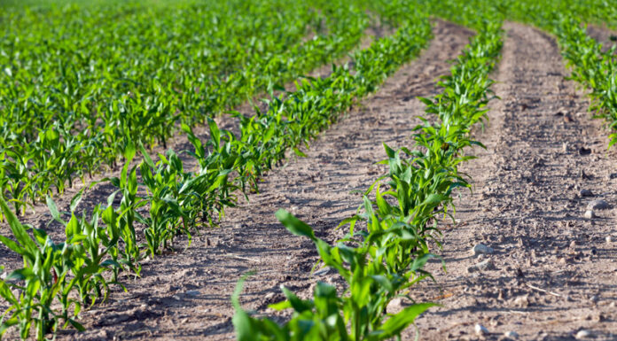 Agricultura pe înțelesul tuturor – Fertilizarea corectă a porumbului