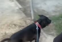 Dramă din dragoste? Mesaje emoționante ale prietenilor tânărului din Târgu-Jiu, care a fost găsit spânzurat cu lesa câinelui