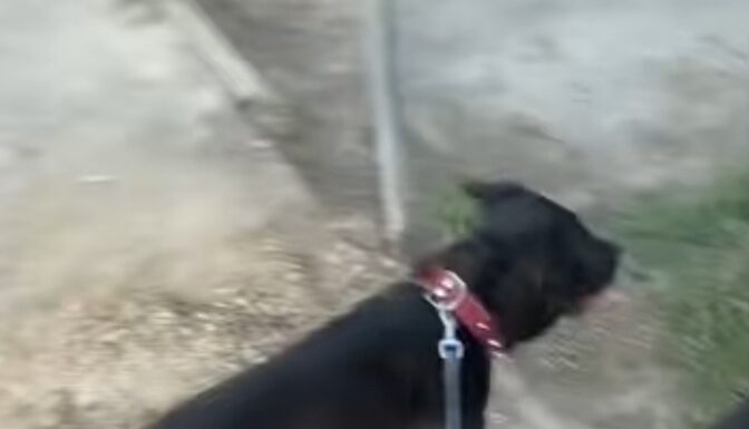 Dramă din dragoste? Mesaje emoționante ale prietenilor tânărului din Târgu-Jiu, care a fost găsit spânzurat cu lesa câinelui