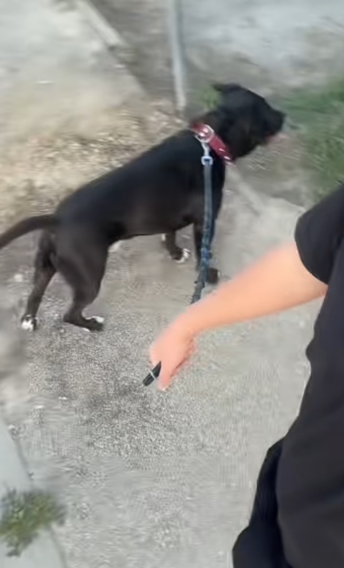 Dramă din dragoste? Mesaje emoționante ale prietenilor tânărului din Târgu-Jiu, care a fost găsit spânzurat cu lesa câinelui