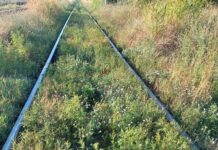 CFR demarează acțiuni de combatere a ambroziei în zona Târgu Jiu