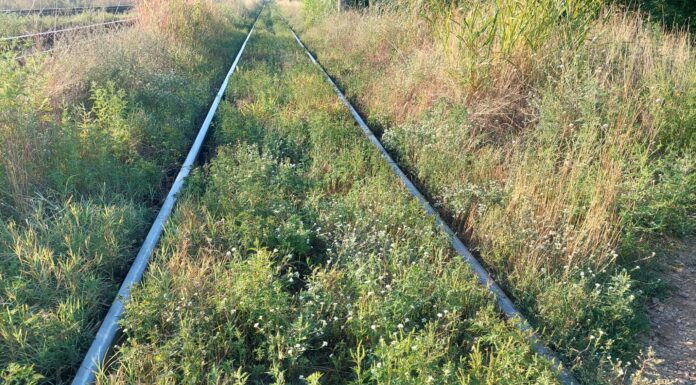 CFR demarează acțiuni de combatere a ambroziei în zona Târgu Jiu