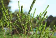 Agricultura pe înțelesul tuturor – AMBROZIA, buruiana care a speriat Europa
