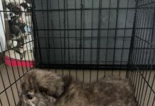 Un câine al nimănui, salvat de autorități