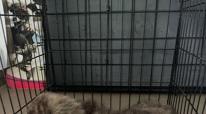 Un câine al nimănui, salvat de autorități