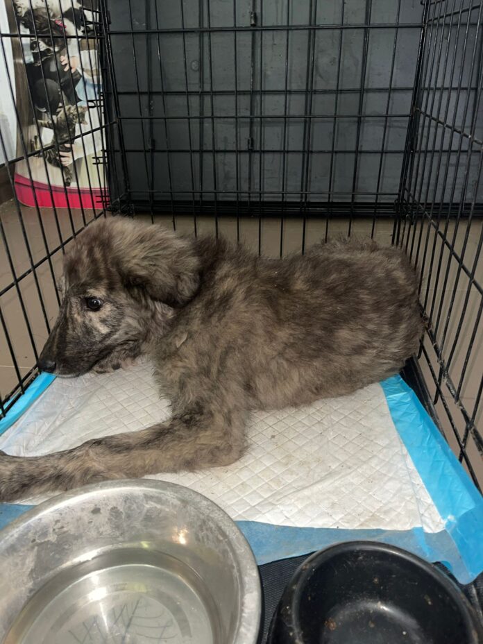 Un câine al nimănui, salvat de autorități