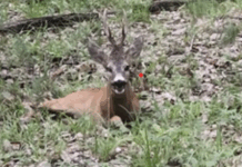 Cerb rănit în pădurea de la Stănești. Polițiștii, la fața locului