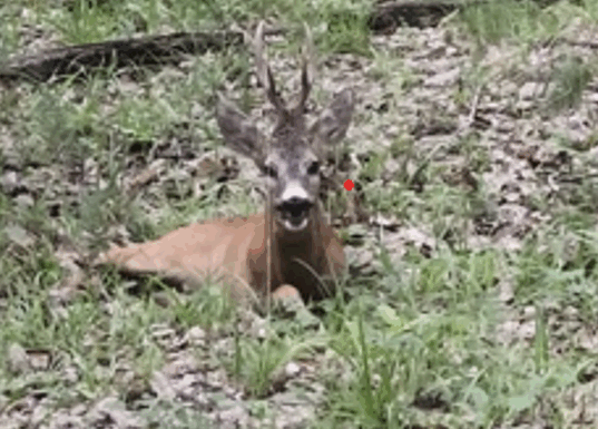 Cerb rănit în pădurea de la Stănești. Polițiștii, la fața locului