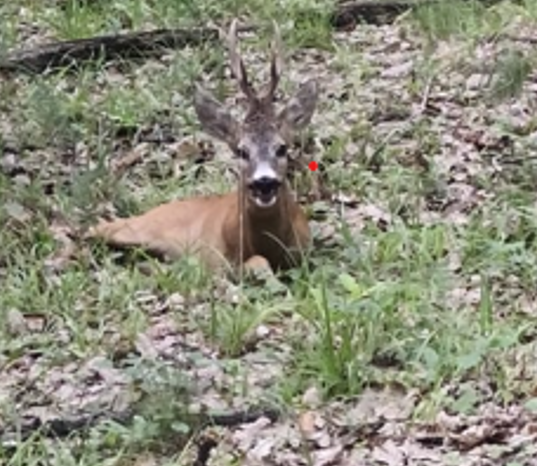 Cerb rănit în pădurea de la Stănești. Polițiștii, la fața locului