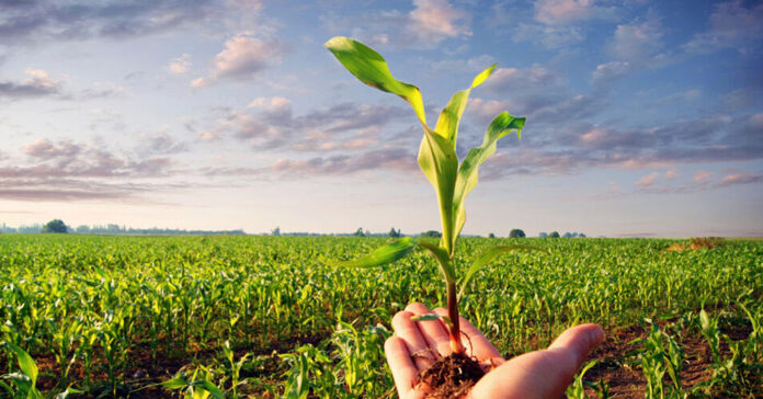 Agricultura pe înțelesul tuturor – Calendarul lucrărilor agricole în luna mai