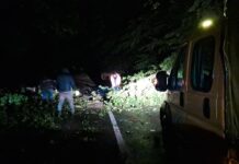 Vreme extremă. Copaci doborâți pe șosea