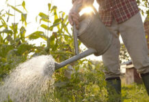 Agricultura pe înțelesul tuturor – Protecția ecologică a legumelor