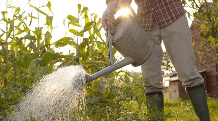 Agricultura pe înțelesul tuturor – Protecția ecologică a legumelor