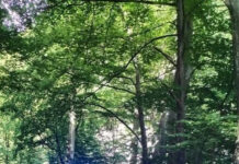 Șef nou la Postul de Jandarmi Montan Tismana