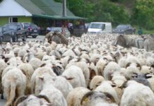 Un nou început de transhumanţă – Urcatul oilor la munte – Novaci 2025