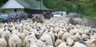 Un nou început de transhumanţă – Urcatul oilor la munte – Novaci 2025