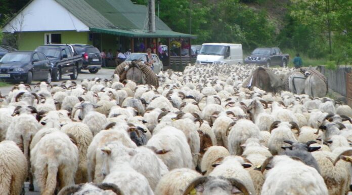 Un nou început de transhumanţă – Urcatul oilor la munte – Novaci 2025