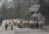 Începe vaccinarea împotriva pestei micilor rumegătoare