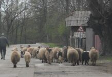 Începe vaccinarea împotriva pestei micilor rumegătoare