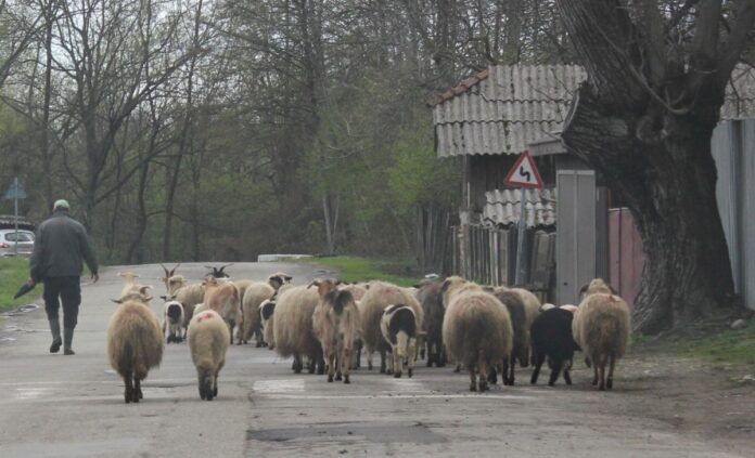novaci urcat oi munte (3)