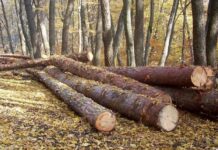 Condamnat pentru că a tăiat câțiva arbori din pădurea sa