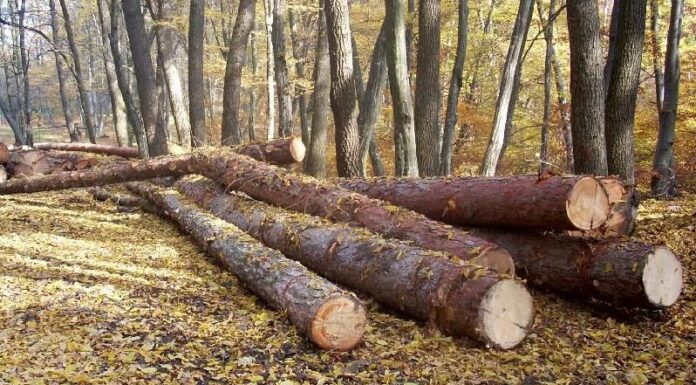 Condamnat pentru că a tăiat câțiva arbori din pădurea sa